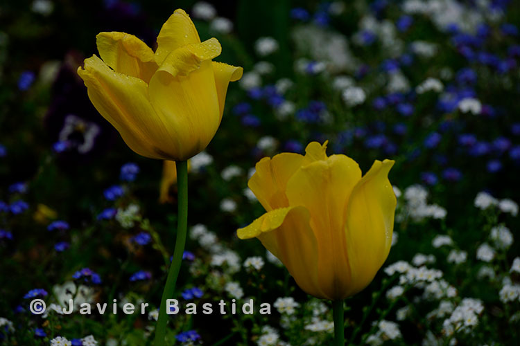 tulipanes amarillos