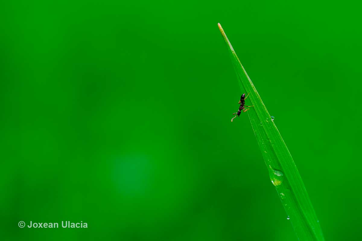 minimalismoa, joxean-ulacia